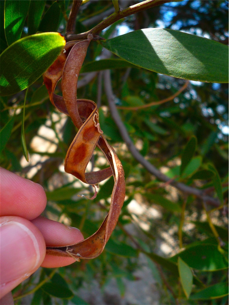 Acacia cfr. melanoxylon